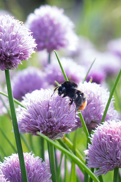 Læs alt om den særlige tilgang til tantra på Tigerens Rede.